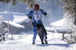 Lenk 2013